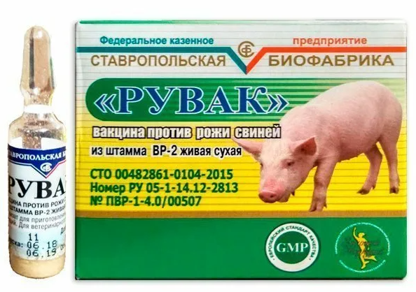 Вакцинация свиней от рожи: выбор сыворотки
